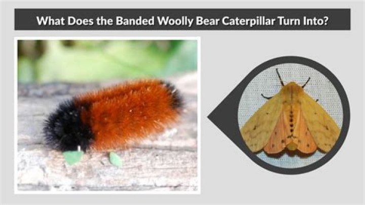 Is it OK to touch a wooly bear caterpillar?
