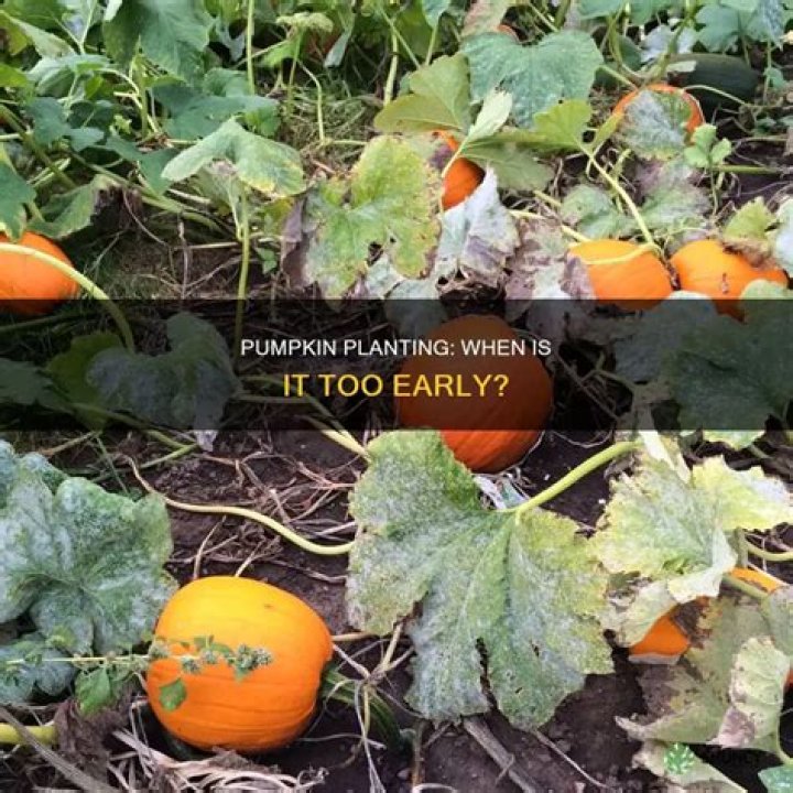 Is it too early to buy pumpkins?