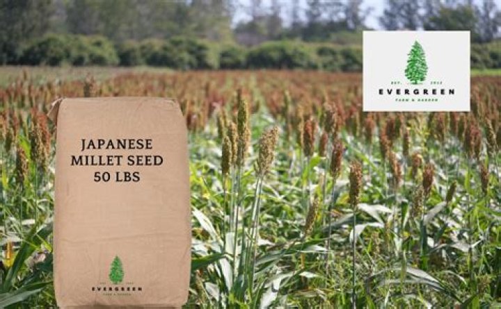 Is Japanese millet invasive?