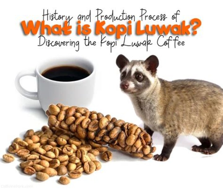Is Kopi Luwak coffee safe to drink?