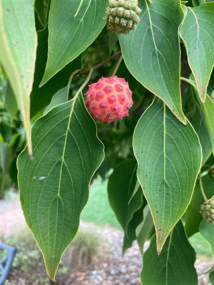 Is kousa dogwood poisonous?