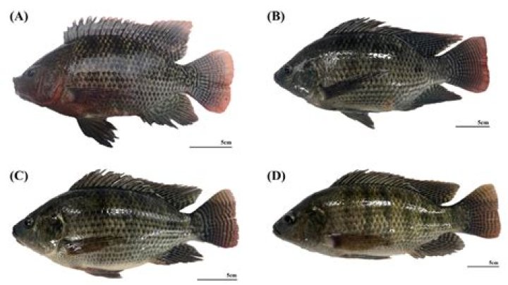 Is Kroger tilapia from China?