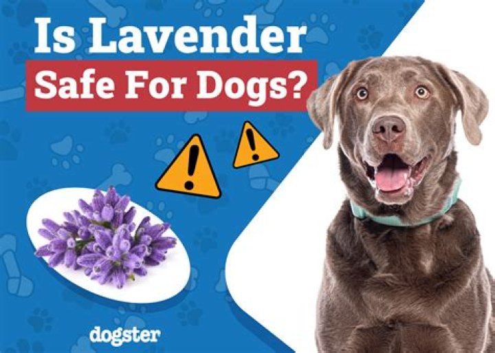 Is Lavender Oil poisonous to dogs?