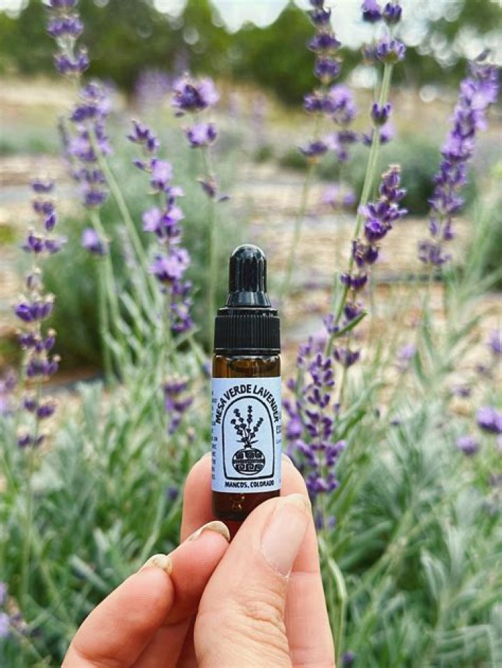 Is lavender oil safe for cats to breathe?