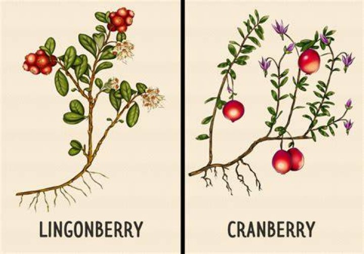 Is lingonberry the same as cranberry?