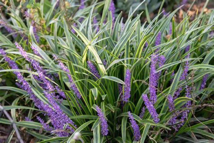 Is Liriope spicata deer resistant?