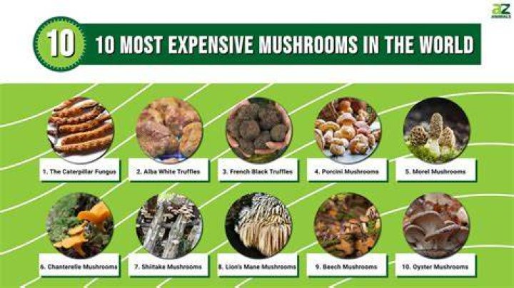 Is Mellow Mushroom expensive?