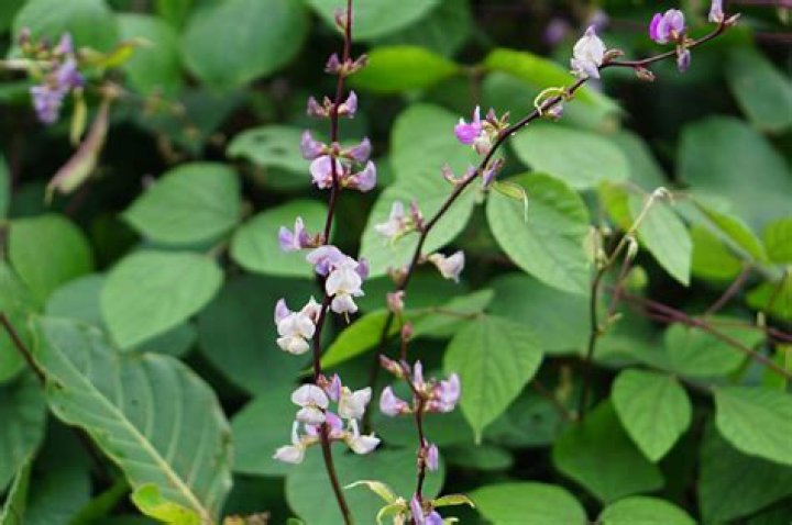 Is purple hyacinth bean invasive?