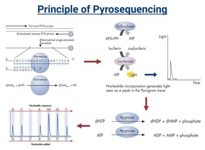 Is pyrosequencing next generation sequencing?