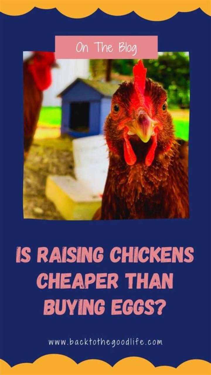 Is raising chickens cheaper than buying eggs?