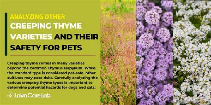 Is Red creeping thyme safe for pets?