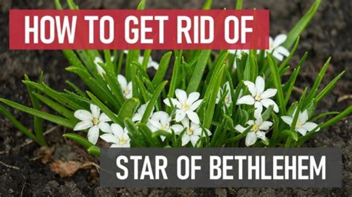 Is Star of Bethlehem poisonous to dogs?