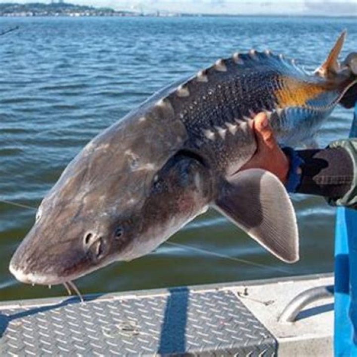 Is sturgeon fish safe to eat?