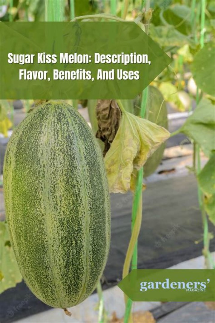 Is Sugar Kiss melon a hybrid?