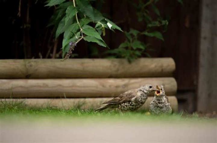 Is The Darkling Thrush an elegy?
