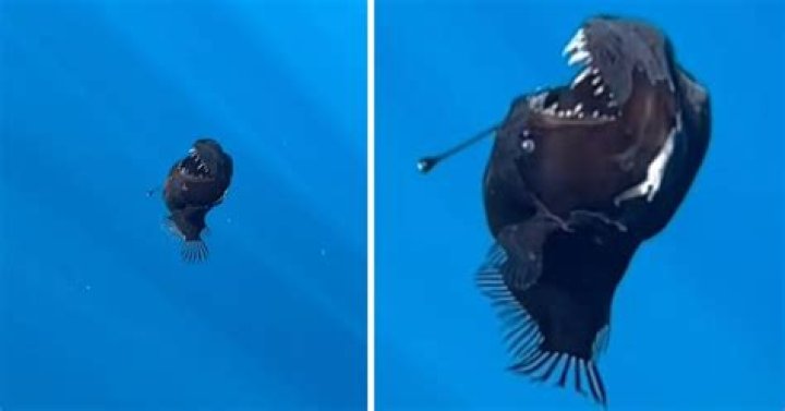 Is the demon fish real?