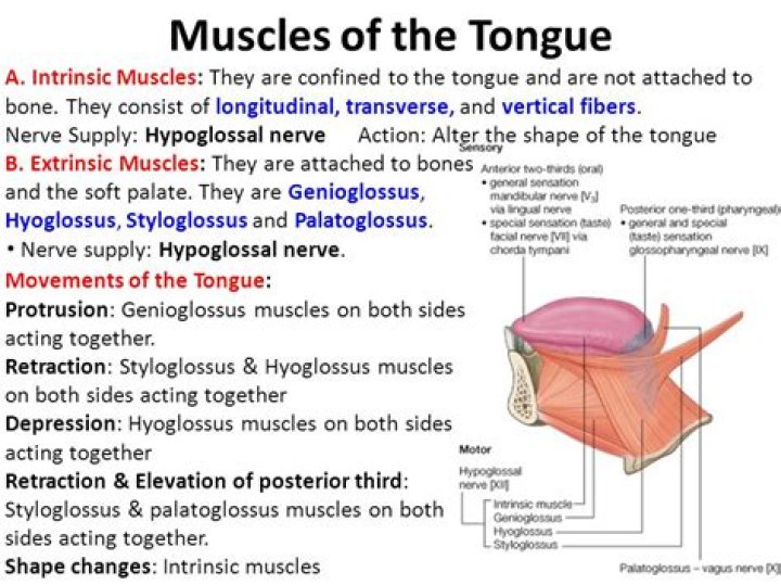 Is the tongue the strongest muscle?