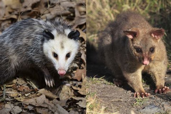 Is there a difference between an opossum and a possum?