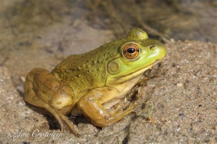 Is there a limit on bullfrogs in Texas?