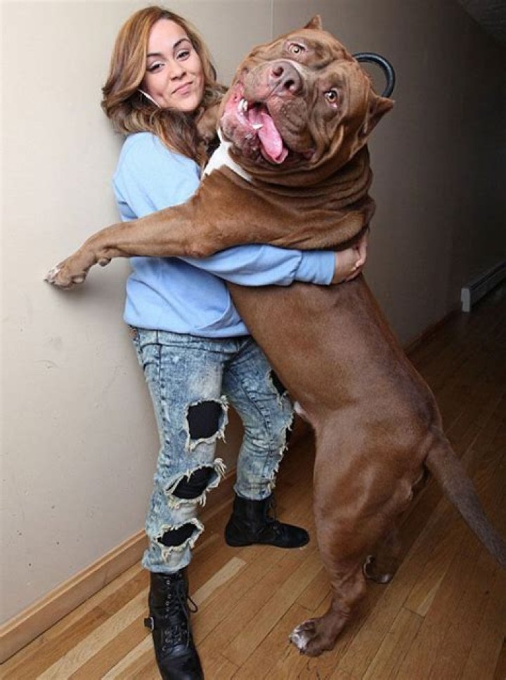 Is there a pitbull bigger than Hulk?