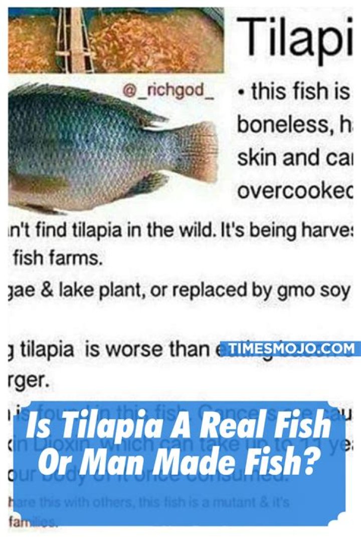 Is tilapia a man made fish?