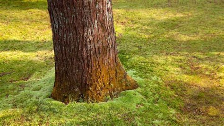 Is tree moss harmful to humans?
