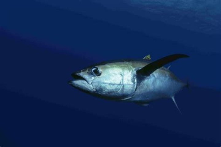 Is tuna the fastest fish?