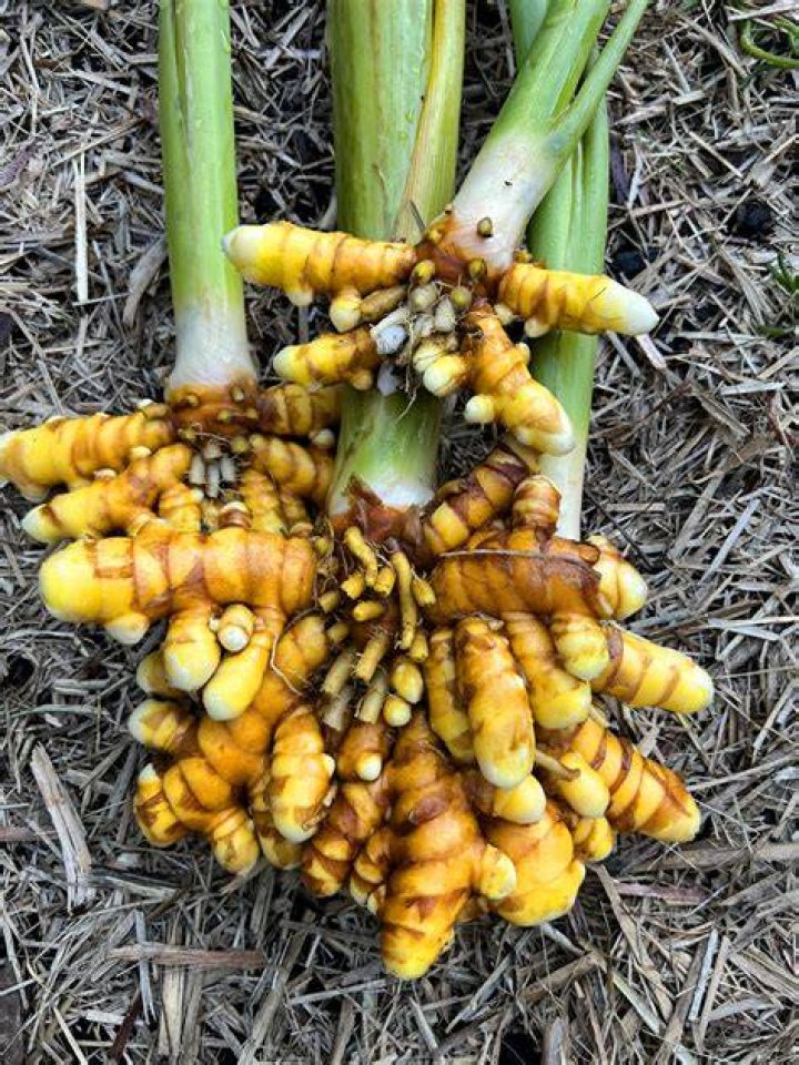Is turmeric a tree nut?