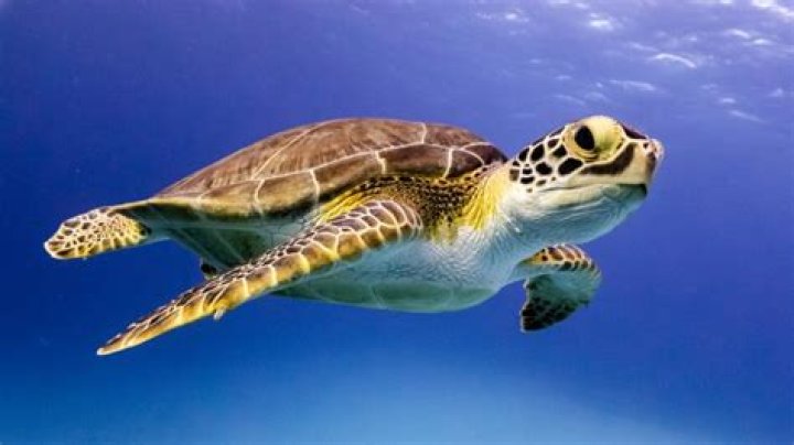 Is Turtle meat safe to eat?