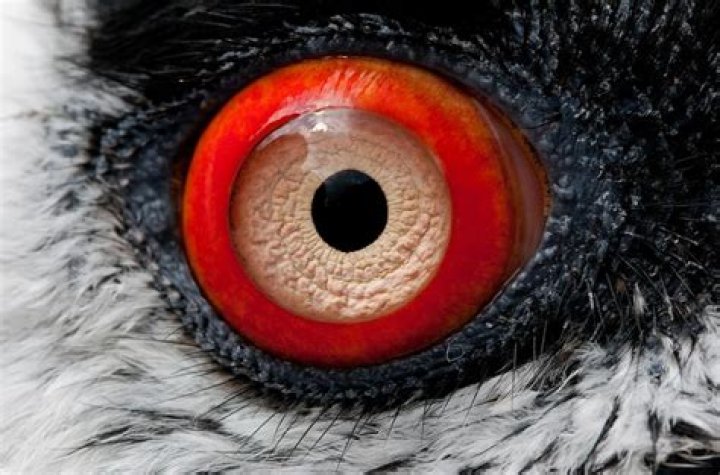 Is vulture eye a metaphor?