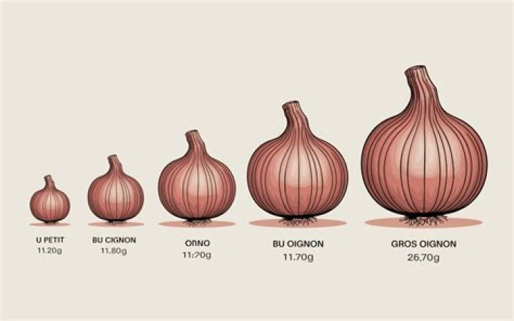 poids moyen d un oignon Archives | PopularAsk.net
