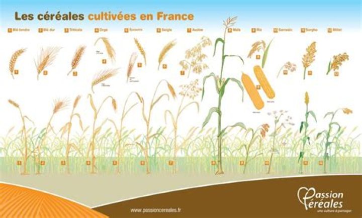 Quelles sont les céréales cultivées en France ?