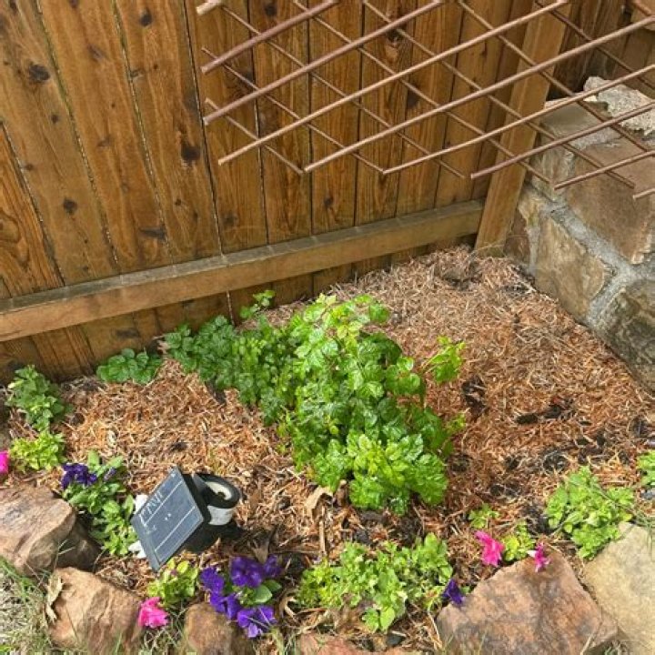 Should honeysuckle vines be cut back?
