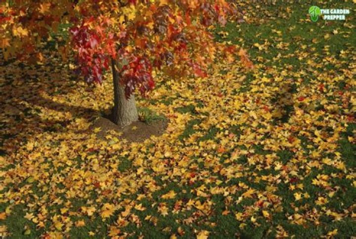 Should I cut down my sweet gum tree?