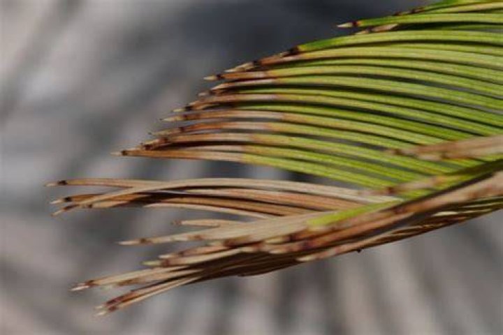 Should I cut off Brown palm leaves?