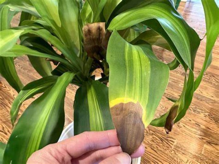 Should I cut the brown tips off my corn plant?