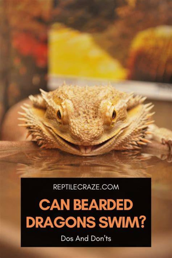 Should I let my bearded dragon swim?