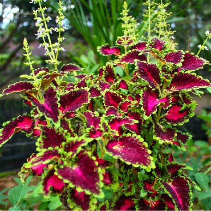 Should I pinch off coleus flowers?