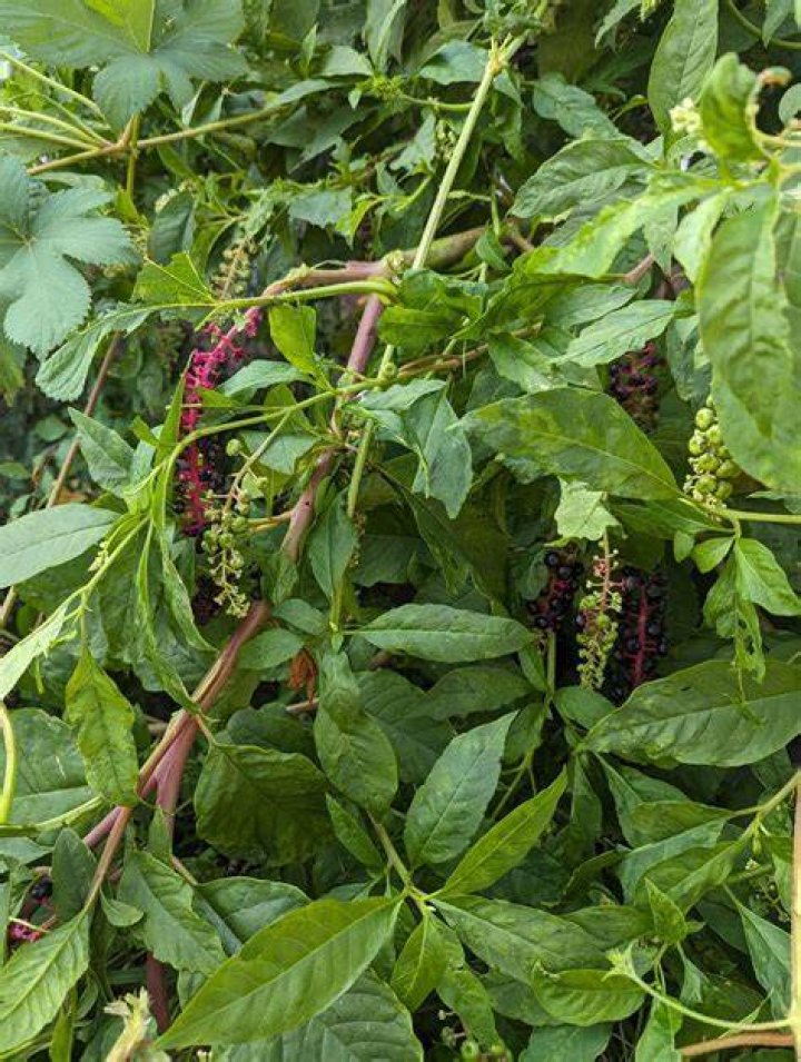 Should I pull pokeweed?