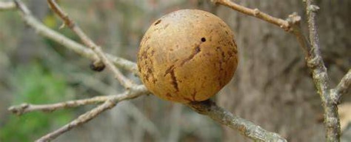 Should I remove oak galls?