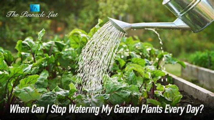Should I stop watering my plants before harvest?