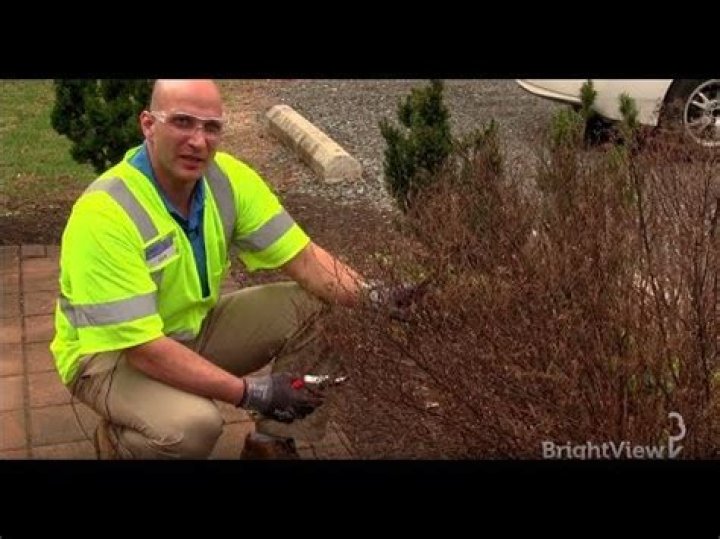 Should spirea be cut back?