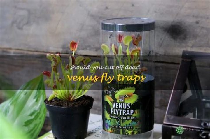 Should you cut off dead Venus fly traps?