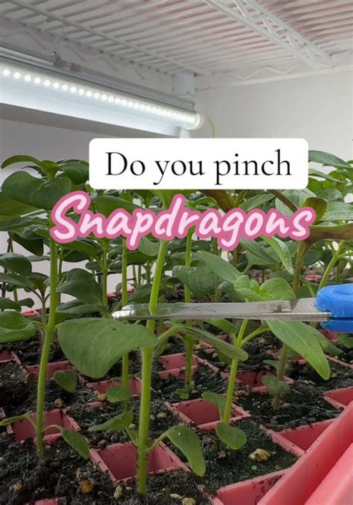 Should you pinch snapdragons?