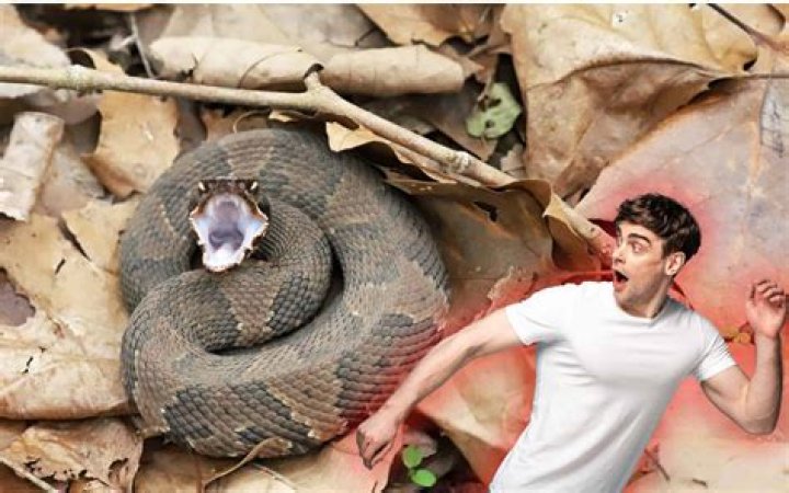 Thailand: the discovery of this strange furry snake is worthy of your nightmares (video)