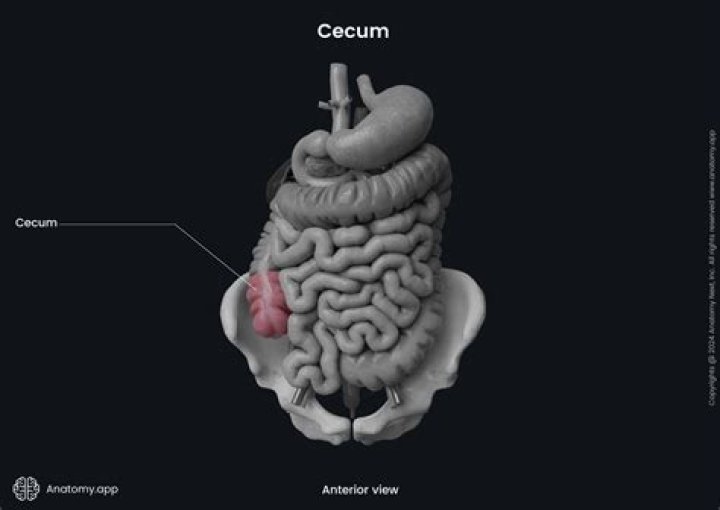 the cecum is comparable to what human organ Archives | PopularAsk.net