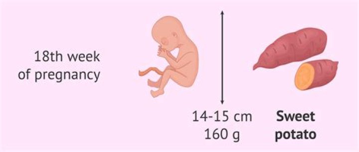What a baby looks like at 18 weeks in the womb?