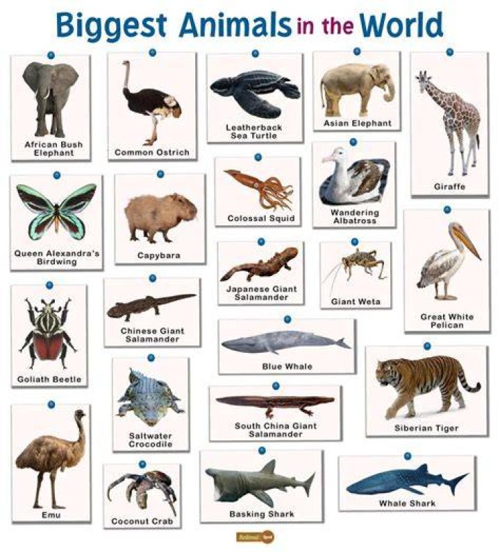 What animal is the king of the world?