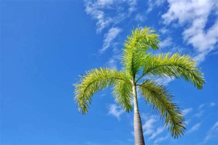 What animal lives in a palm tree?