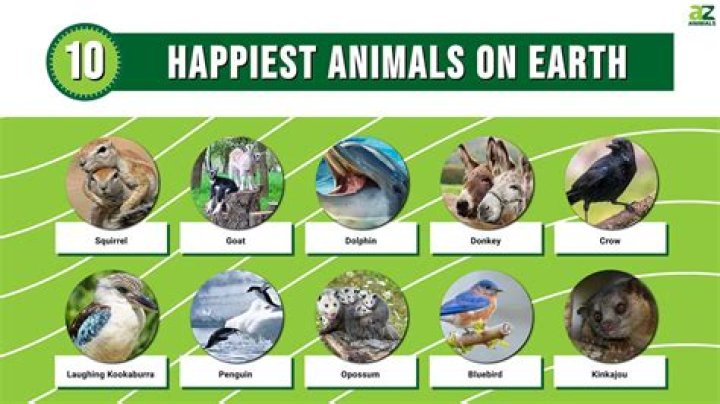 What animal represents happiness?